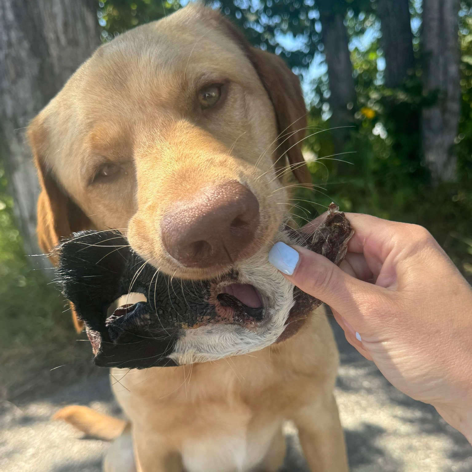 Pet toys and accessories at Spoiled Rawt'n