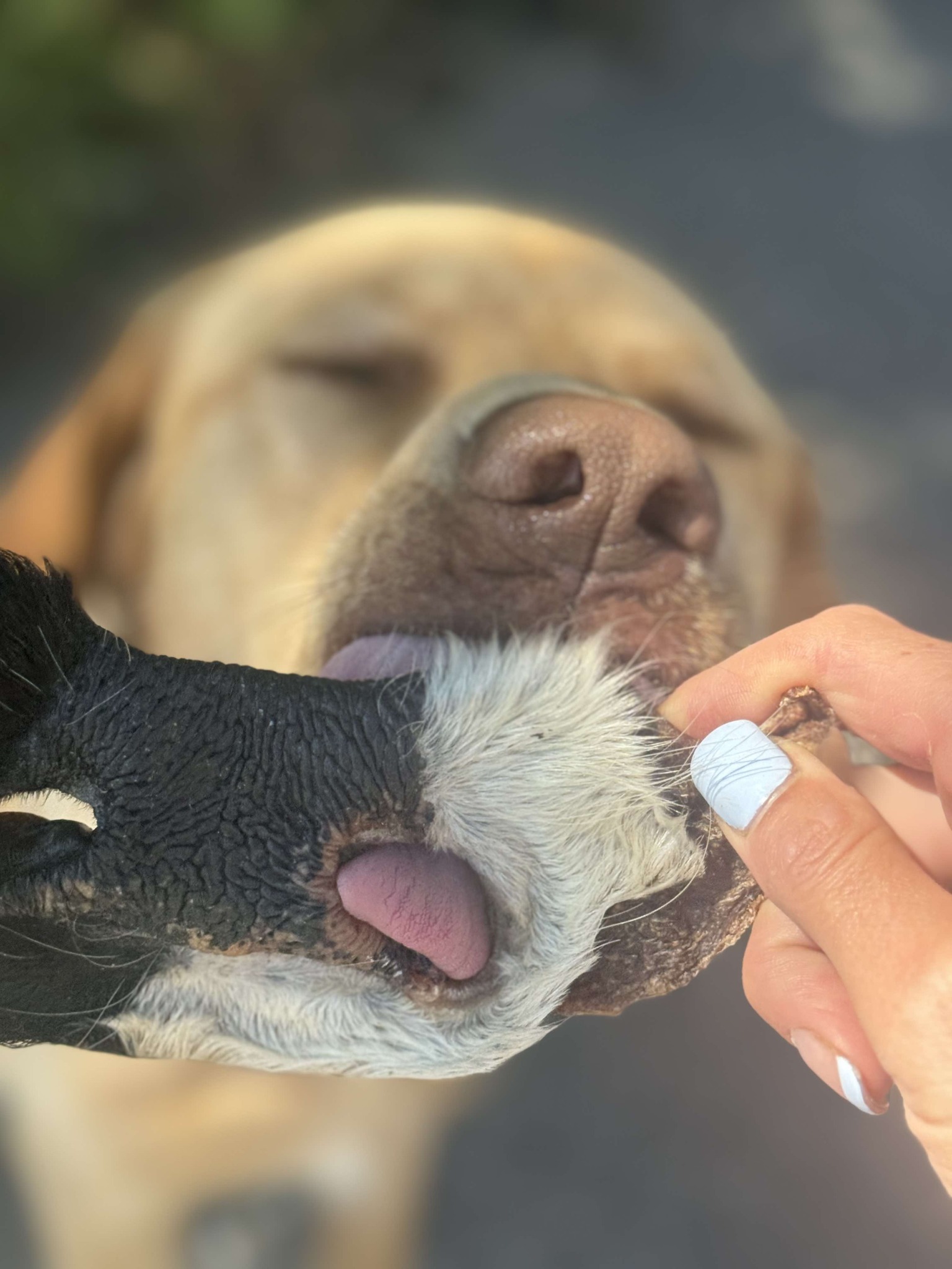 Inside Spoiled Rawt'n store showing natural pet food products and supplements