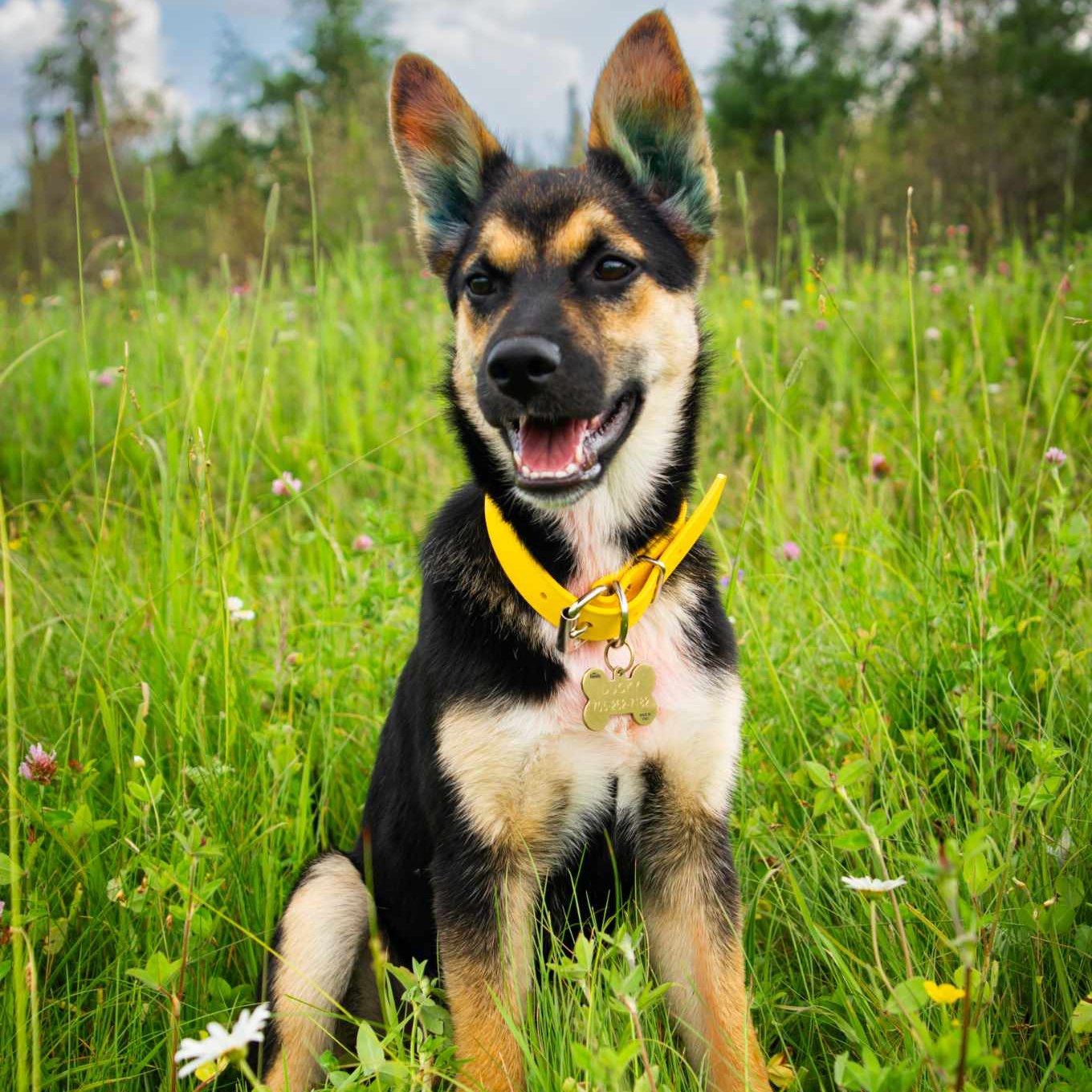 Pet supplies at Spoiled Rawt'n