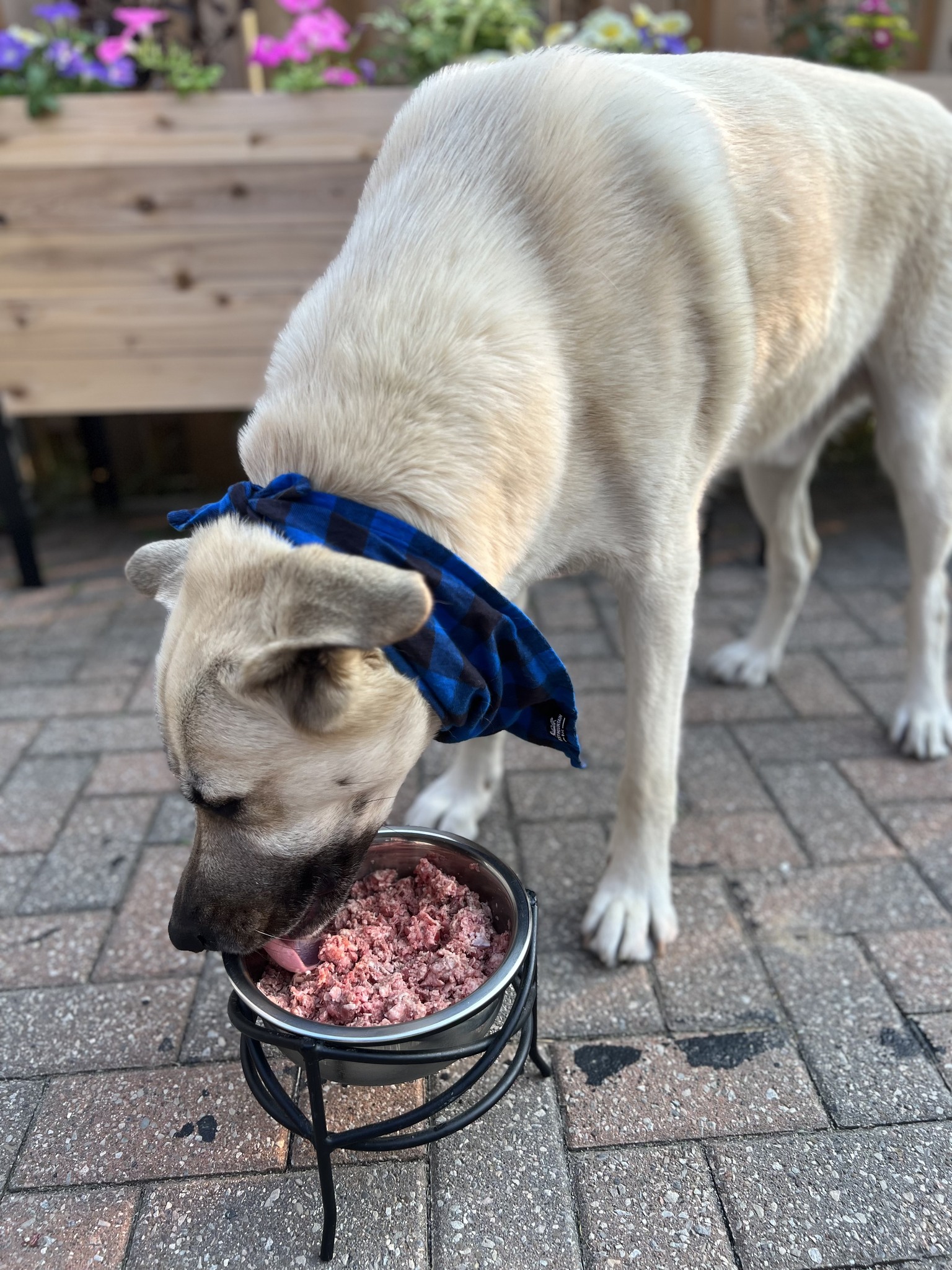 Raw protein products at Spoiled Rawt'n