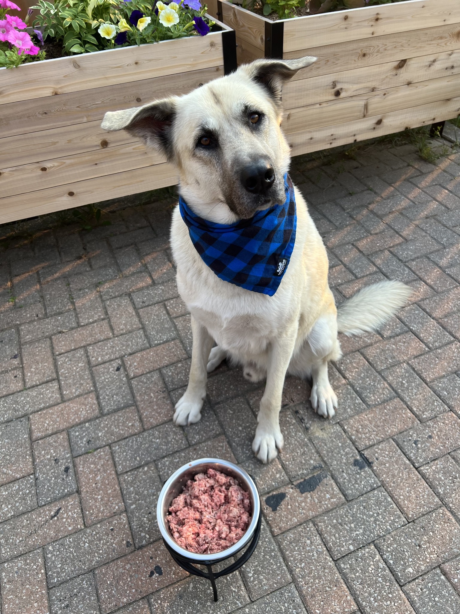 Natural treats and supplements at Spoiled Rawt'n