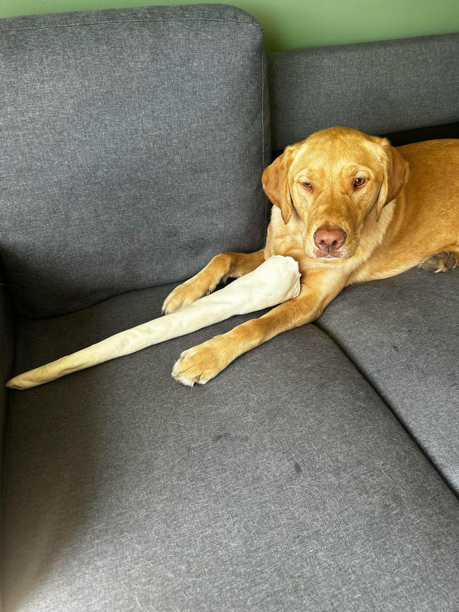 Pet supplements and nutrition products at Spoiled Rawt'n