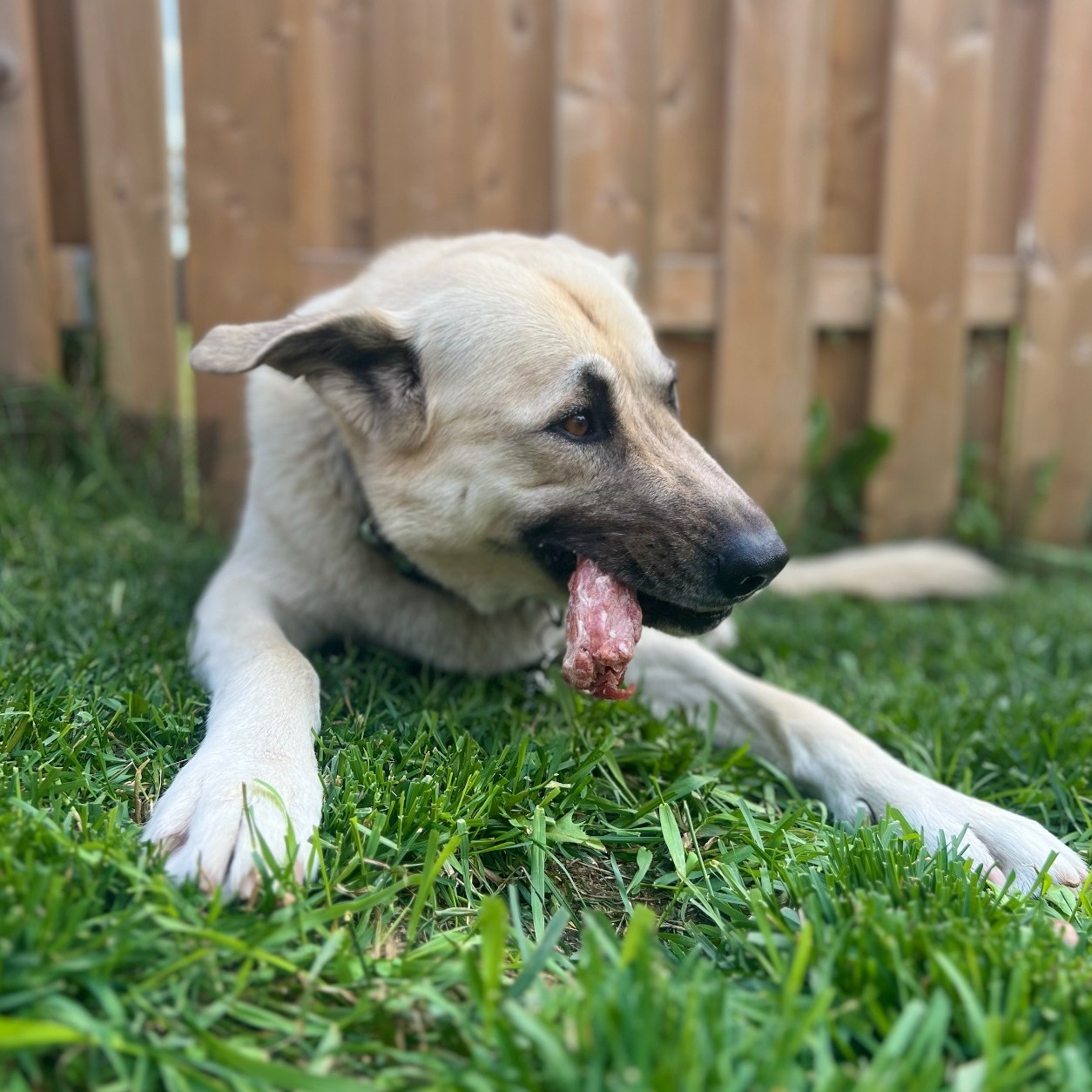 Treats and chews at Spoiled Rawt'n